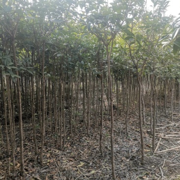 供应桂花树，金桂树丹桂树，量大从优，整车发货