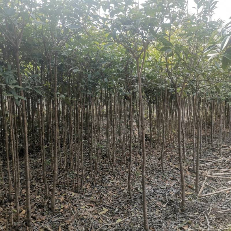 供应桂花树，金桂树丹桂树，量大从优，整车发货