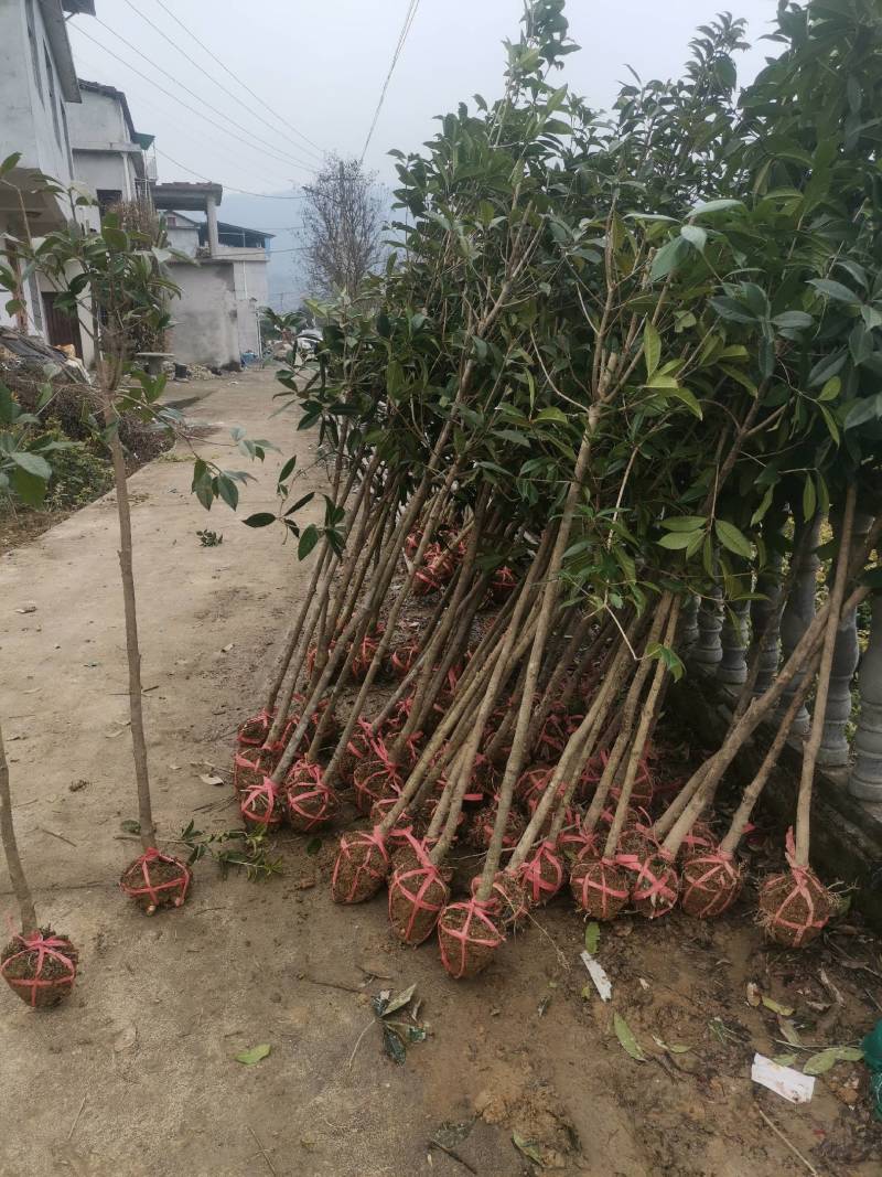 供应桂花树，金桂树丹桂树，量大从优，整车发货
