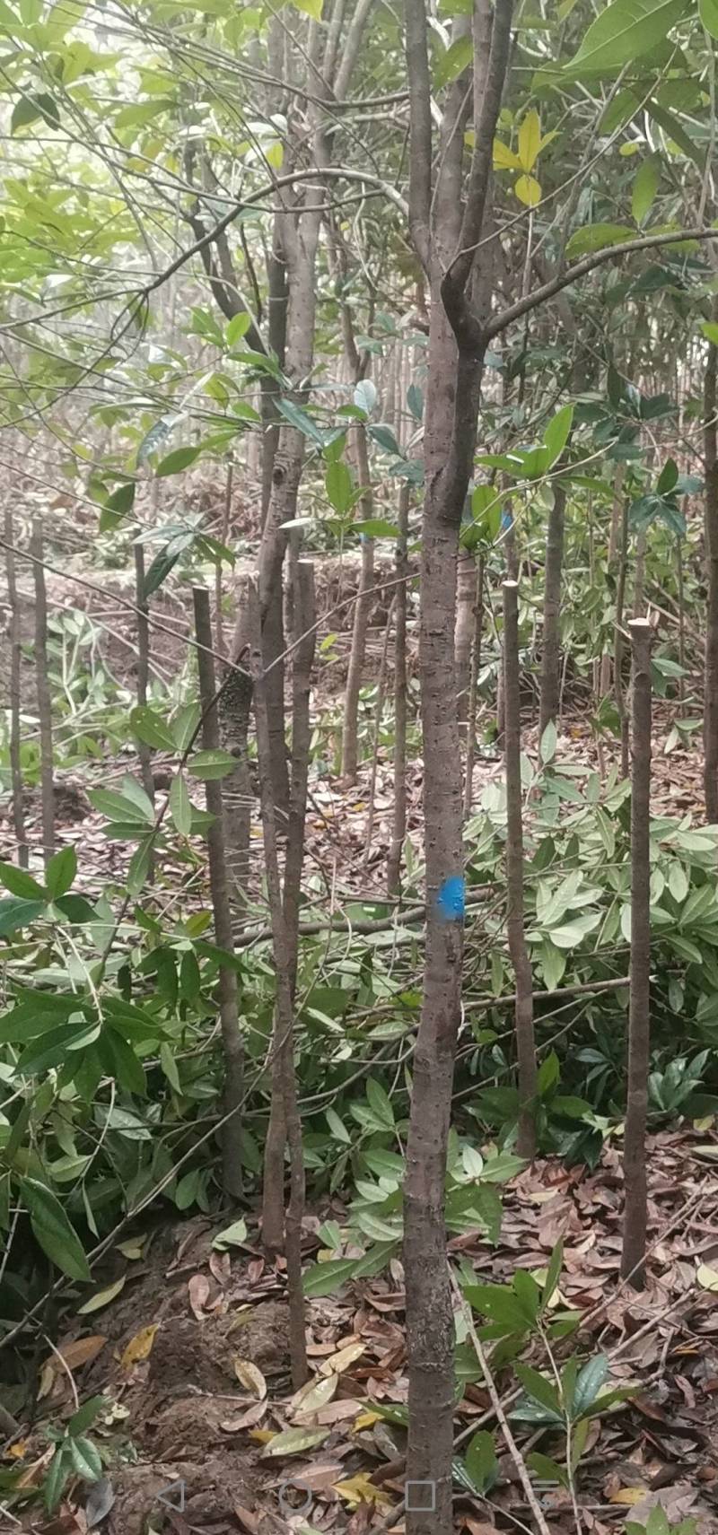 供应桂花树，金桂树丹桂树，量大从优，整车发货