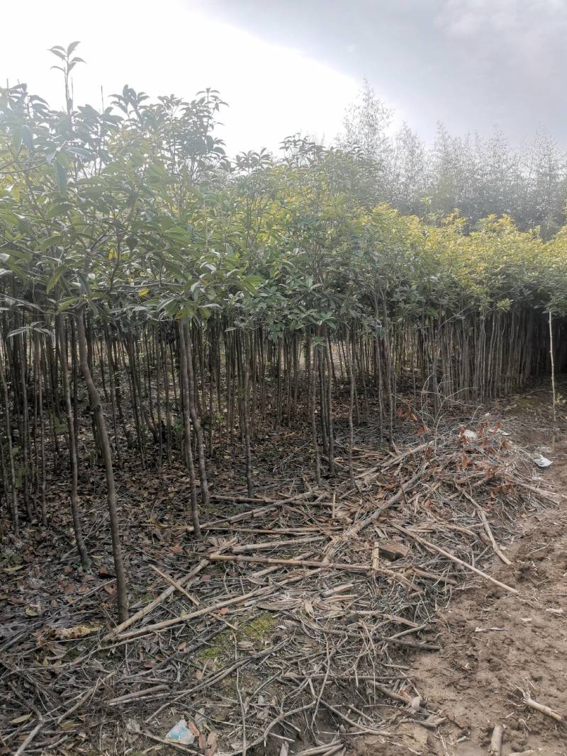 供应桂花树，金桂树丹桂树，量大从优，整车发货