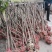 供应桂花树，金桂树丹桂树，量大从优，整车发货