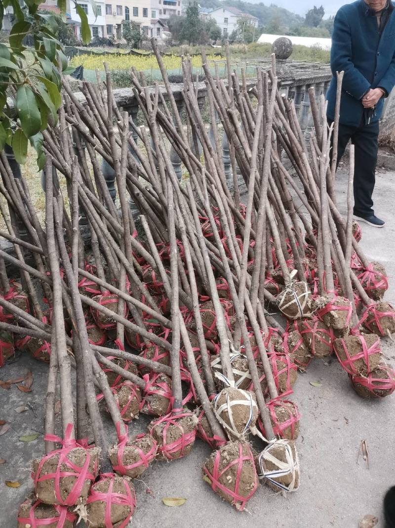 供应桂花树，金桂树丹桂树，量大从优，整车发货