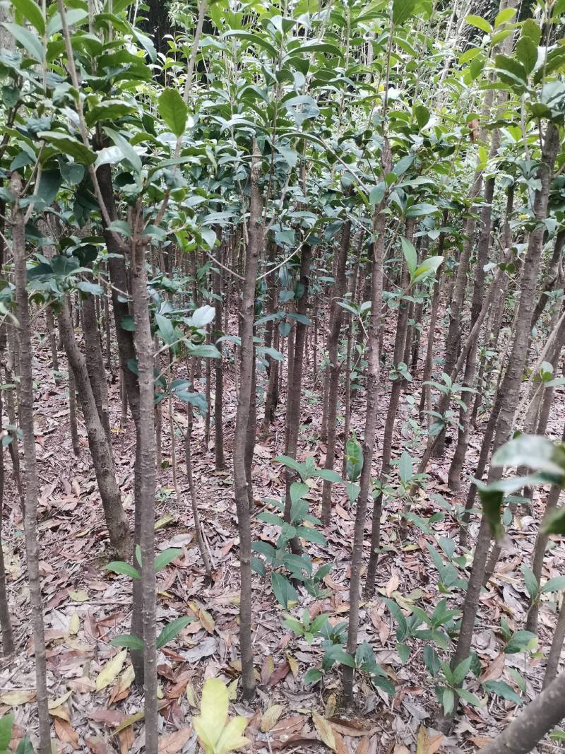 供应桂花树，金桂树丹桂树，量大从优，整车发货