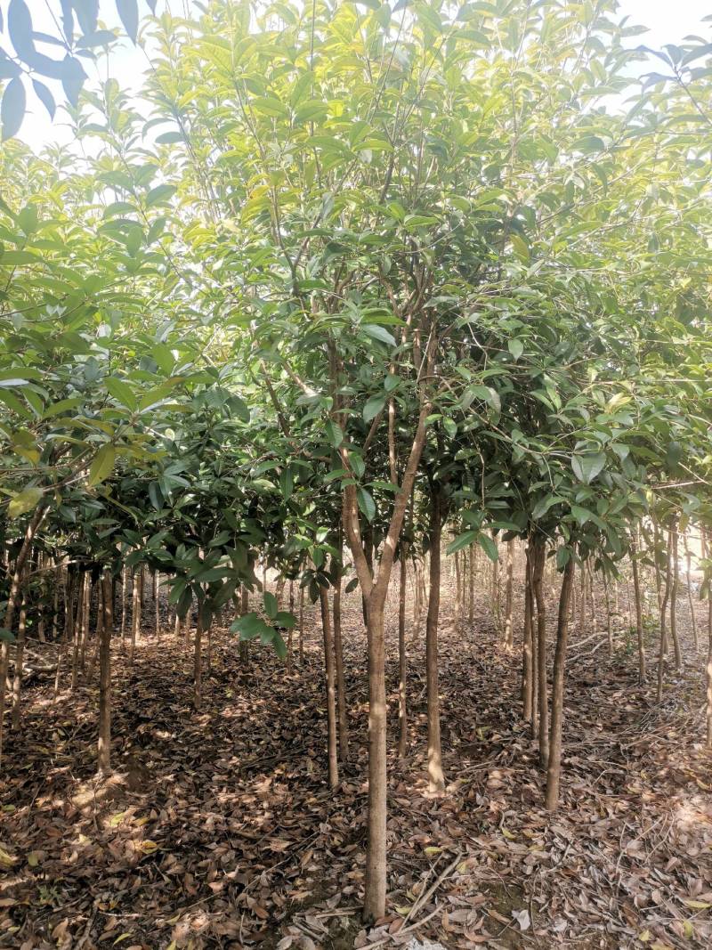 供应桂花树，金桂树丹桂树，量大从优，整车发货
