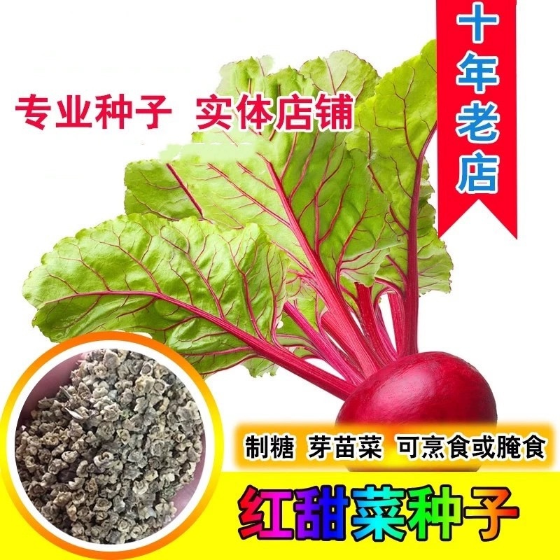 甜菜根种子红甜菜紫红菜头芽苗菜