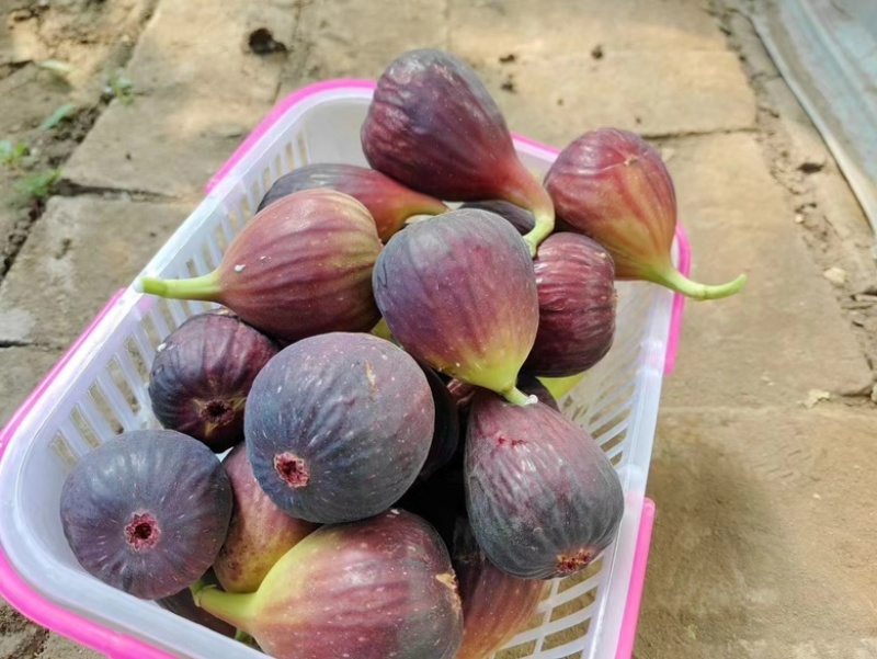 无花果苗波姬红，精品无花果苗，厂家直发量大优惠