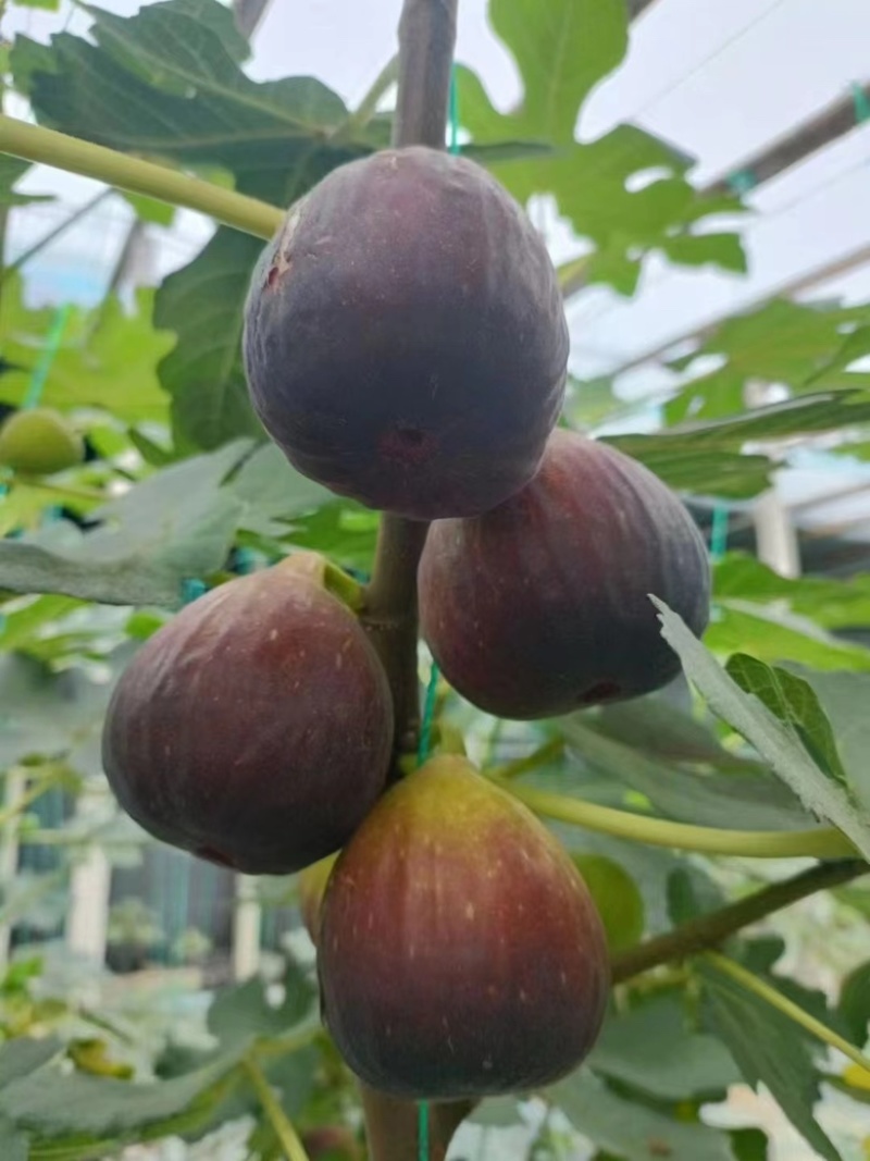 无花果苗波姬红，精品无花果苗，厂家直发量大优惠