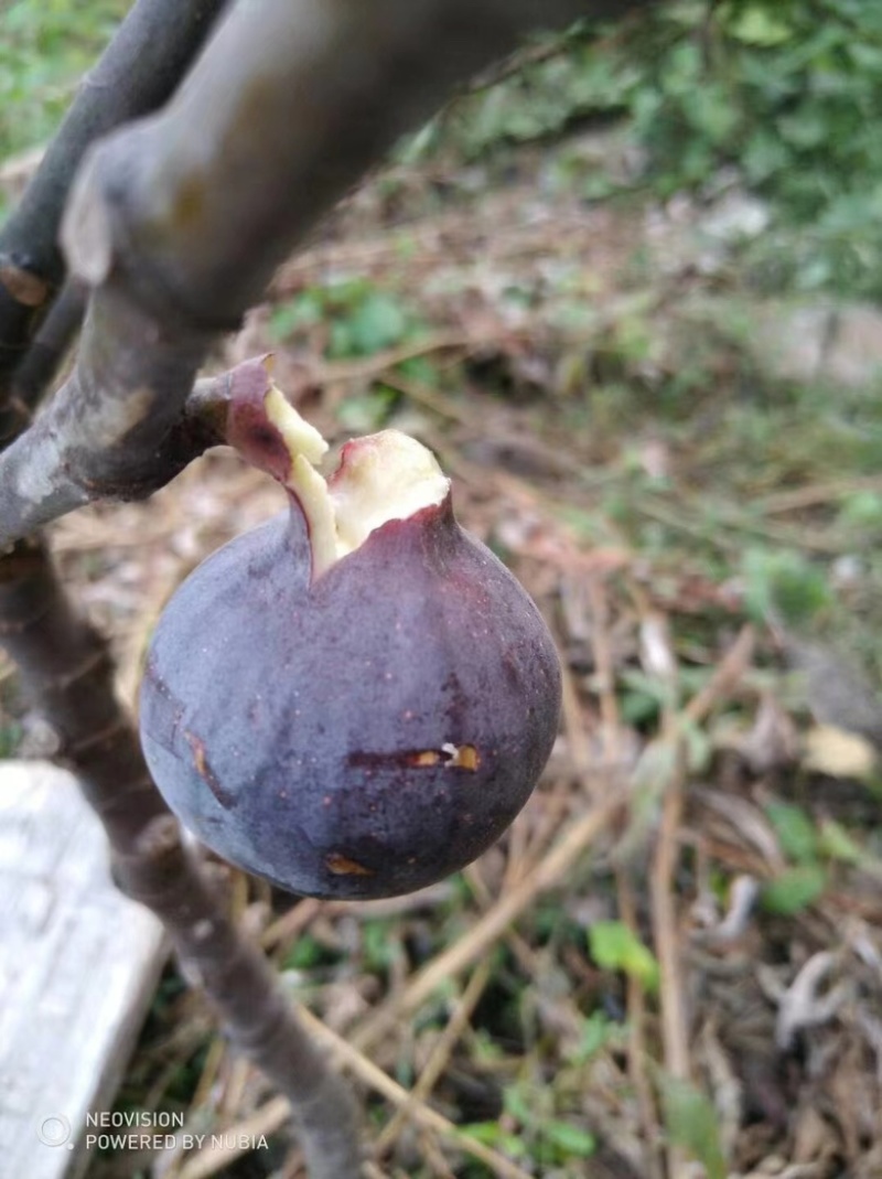 无花果苗波姬红，精品无花果苗，厂家直发量大优惠
