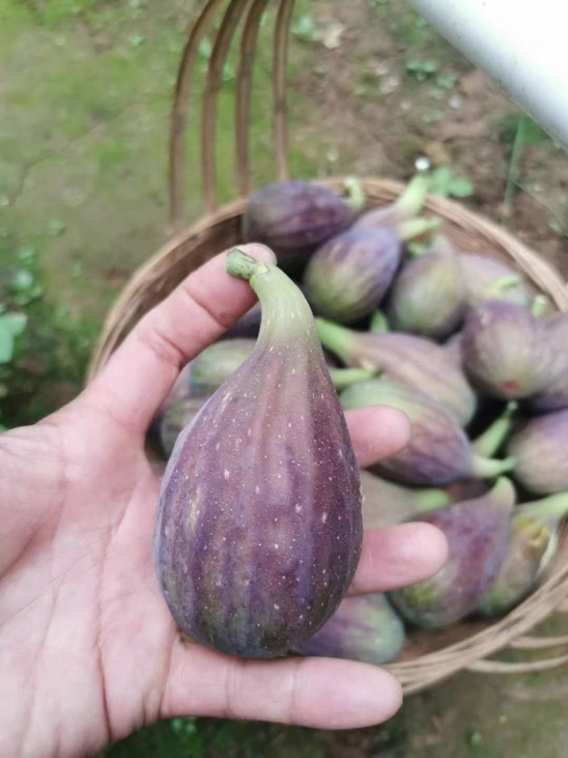 无花果苗波姬红，精品无花果苗，厂家直发量大优惠