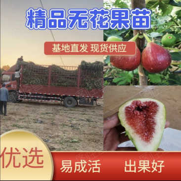 无花果苗波姬红，精品无花果苗，厂家直发量大优惠