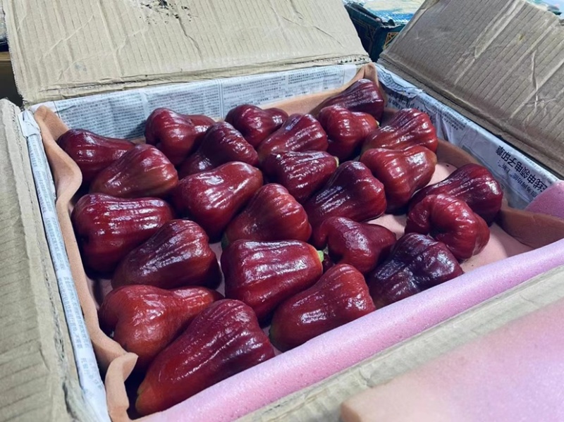 三亚黑金刚莲雾，套袋果，对接全国市场，社区团购