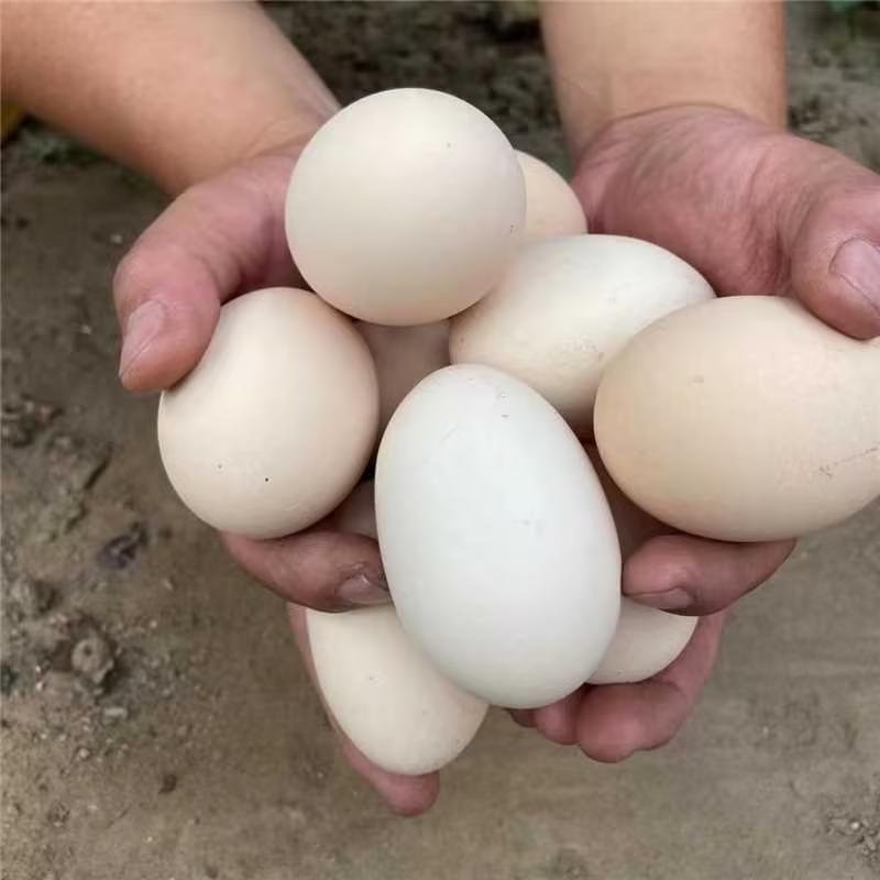 精品鸡蛋双黄鸡蛋农家养殖量大从优质量保证欢迎咨询