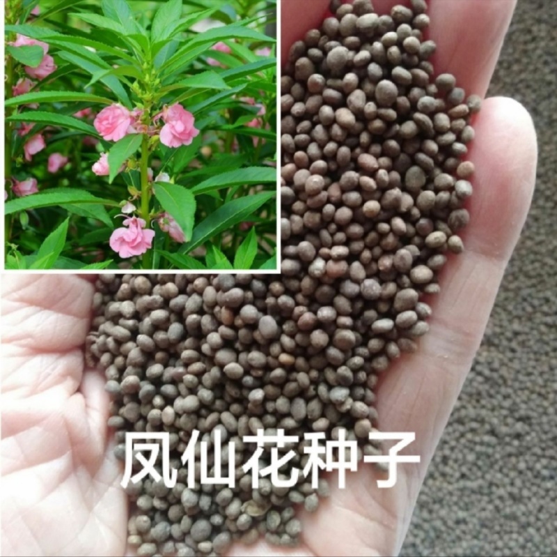 透骨草凤仙花种子透骨草新培育产量高发芽率高欢迎来电咨询