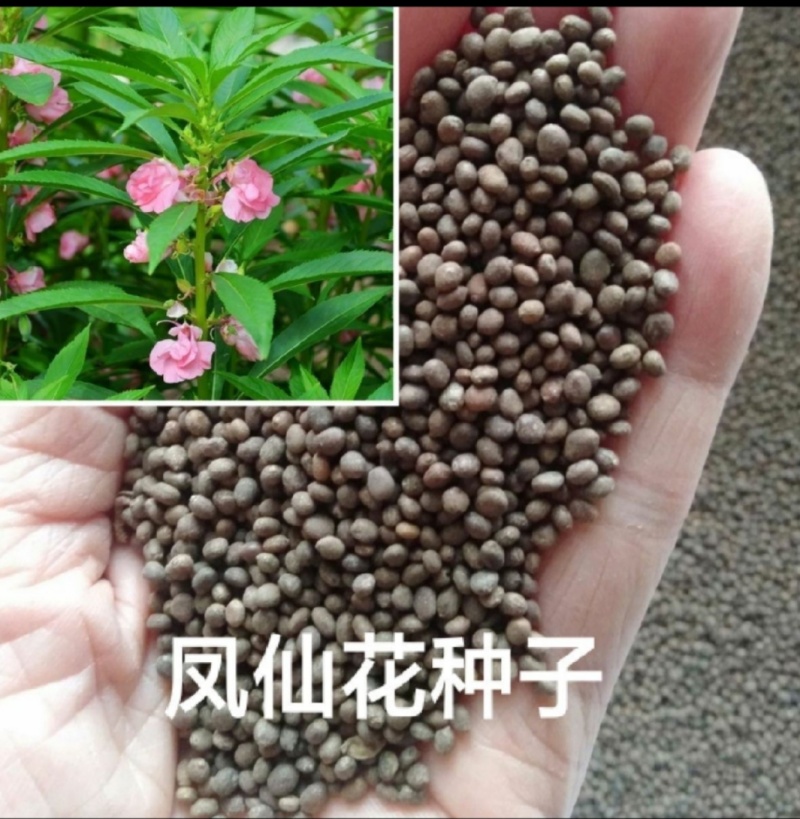 透骨草凤仙花种子透骨草新培育产量高发芽率高欢迎来电咨询