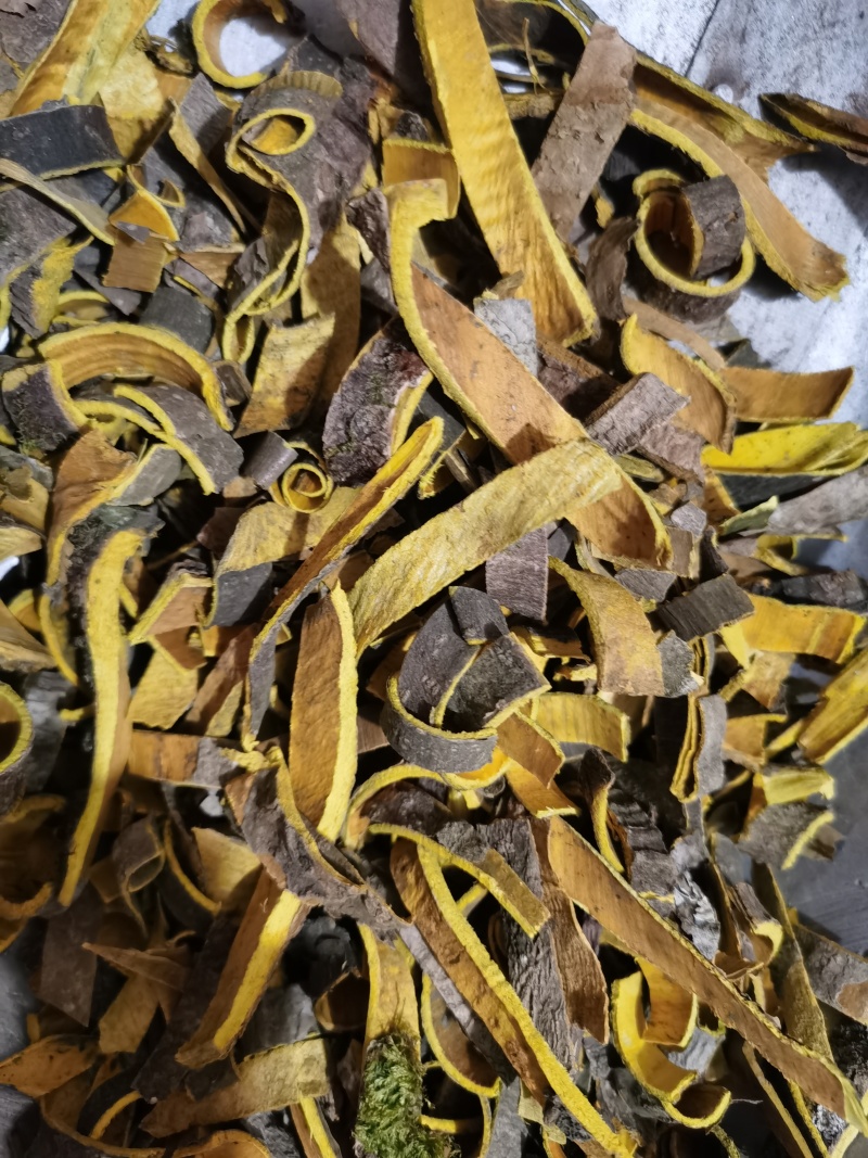 黄柏川黄柏新货各种规格批发零售各种中药材