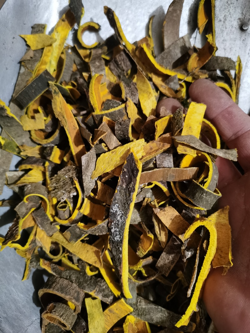 黄柏川黄柏新货各种规格批发零售各种中药材