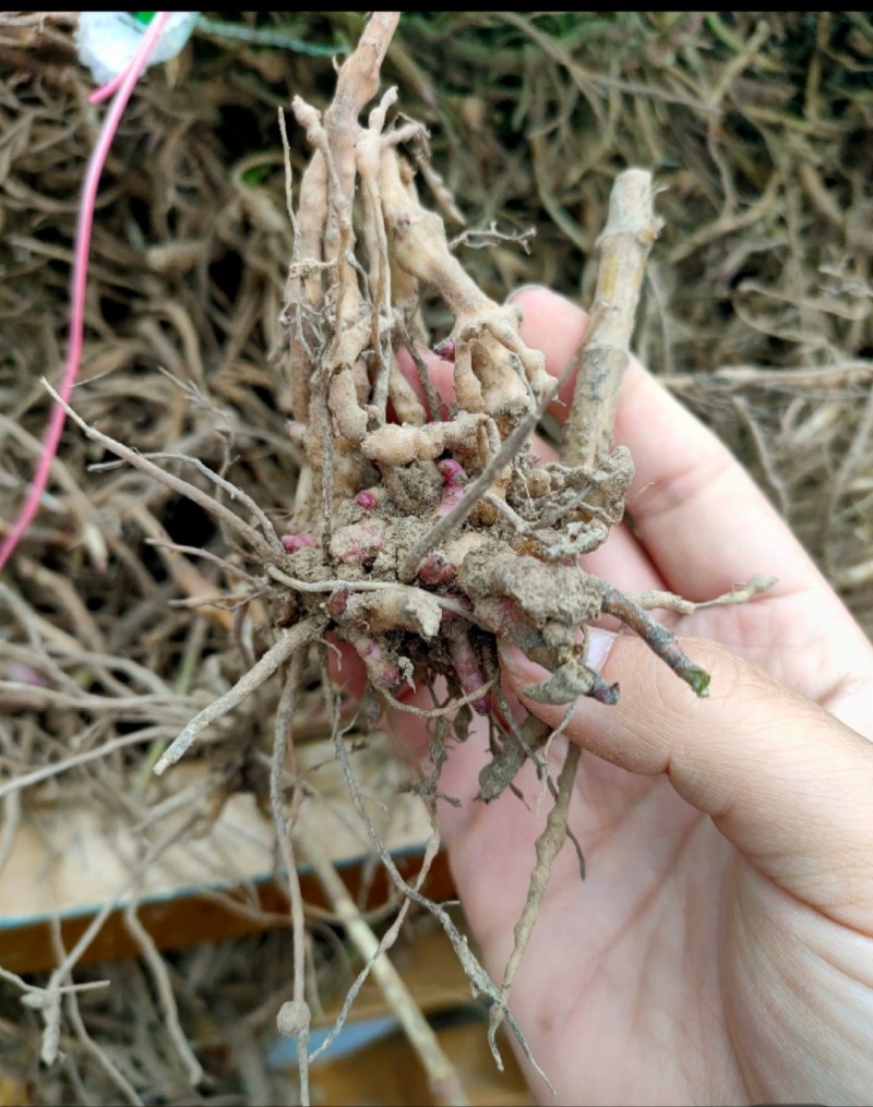 佩兰丫子佩兰药材苗成活率高包技术可回收产地直发产量高