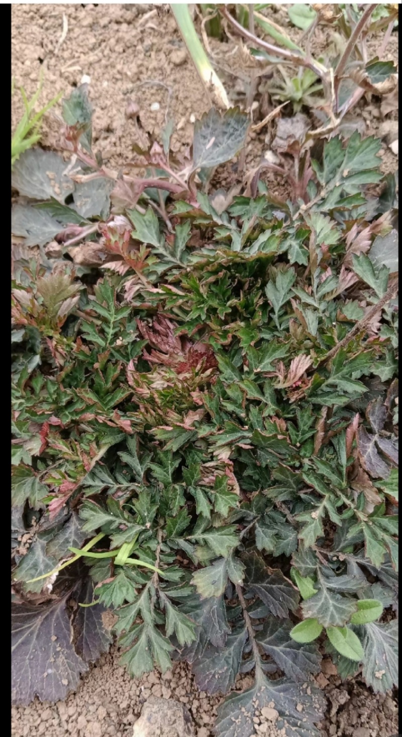 佩兰丫子佩兰药材苗成活率高包技术可回收产地直发产量高