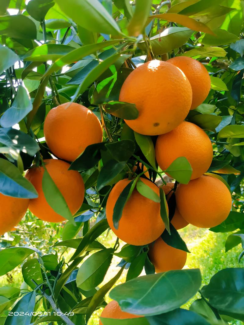 橙子湖北秭归脐橙产地发货一手货源诚信经营质量保