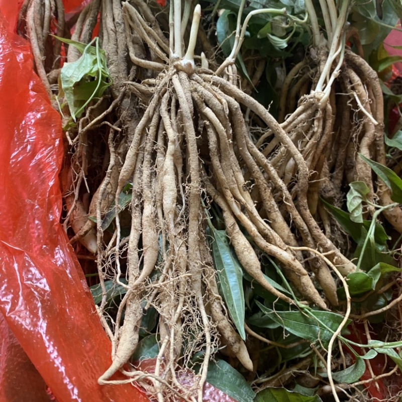 10署以上百部苗批发价格美丽