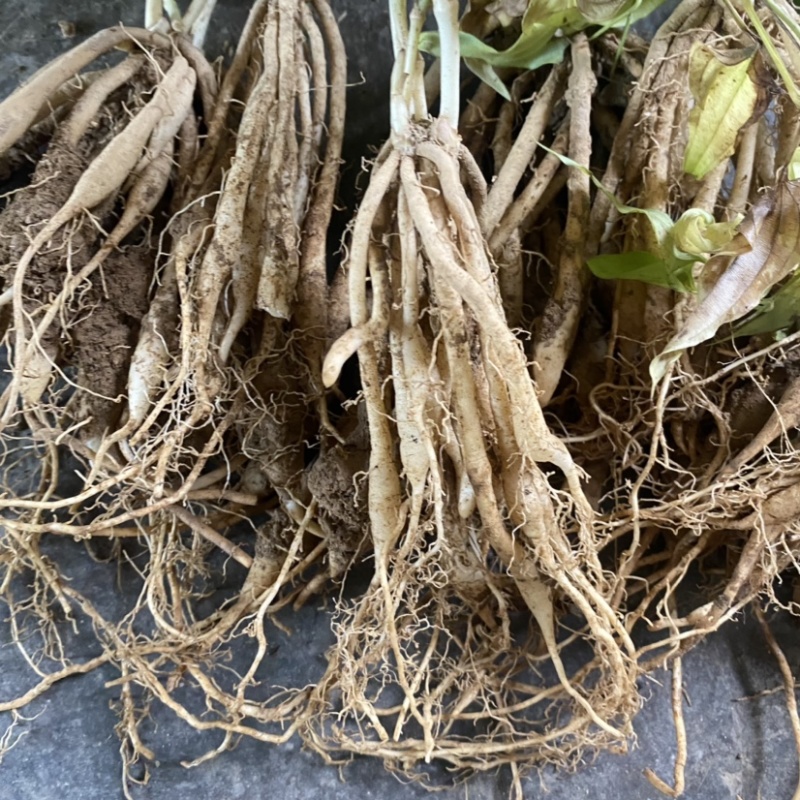 10署以上百部苗批发价格美丽