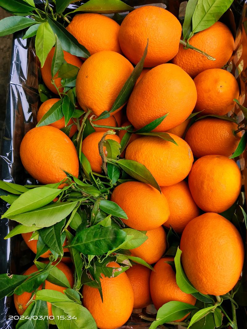 湖北精品长虹脐橙果型好纯甜多汁入口化渣保质保量