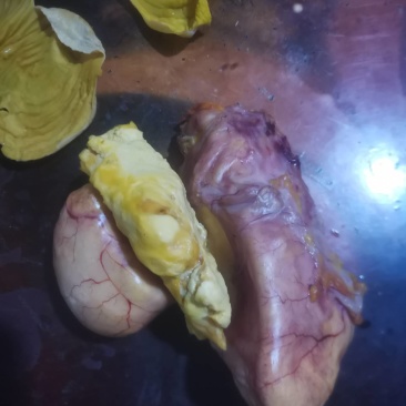 特级新鲜鸡宝