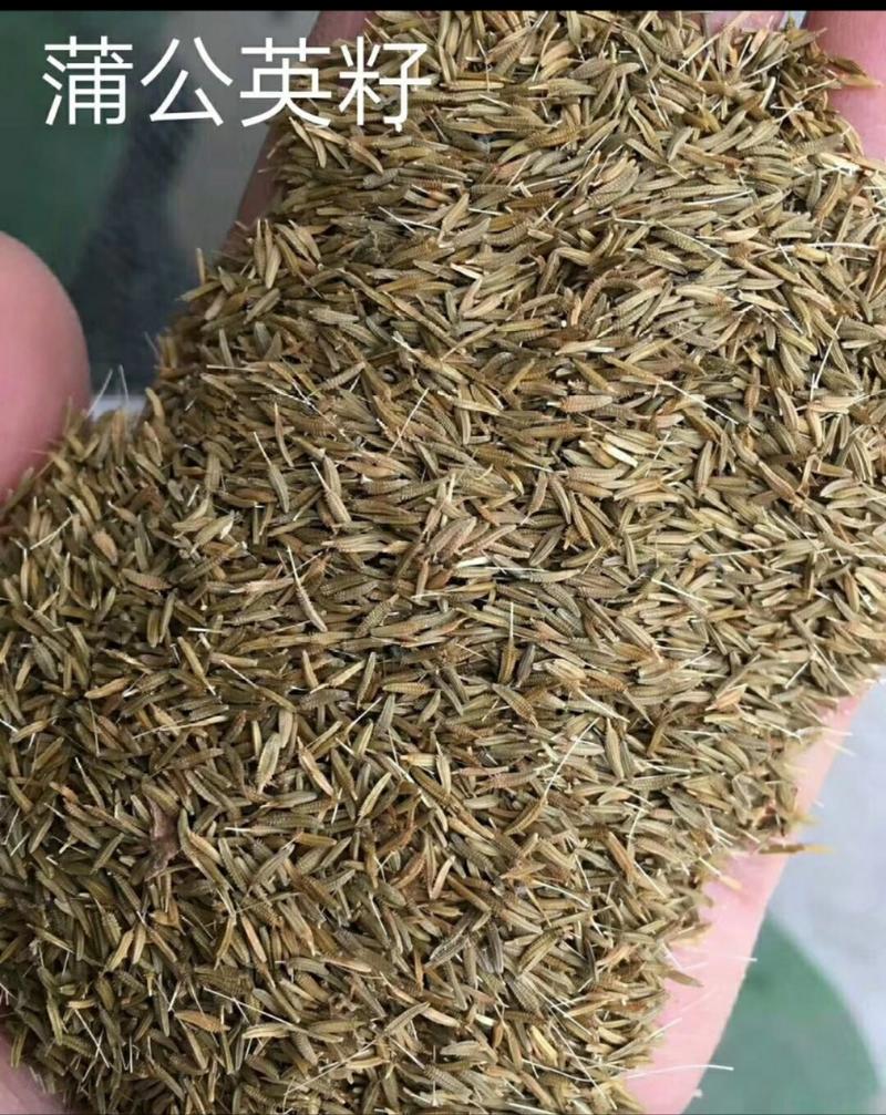 安徽亳州蒲公英苗蒲公英婆婆丁产地直发质量保证出芽率高