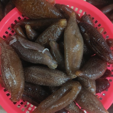 【即食海参】海参，基地一手货源对接批发零售质量保证视频看货