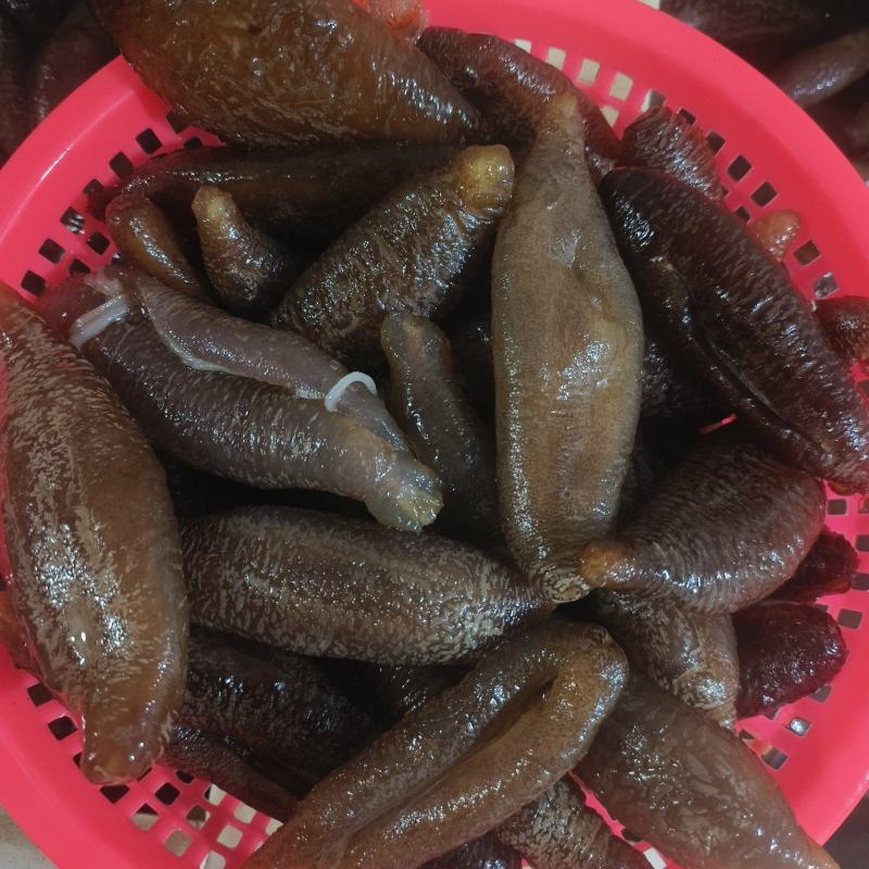 【即食海参】海参，基地一手货源对接批发零售质量保证视频看货