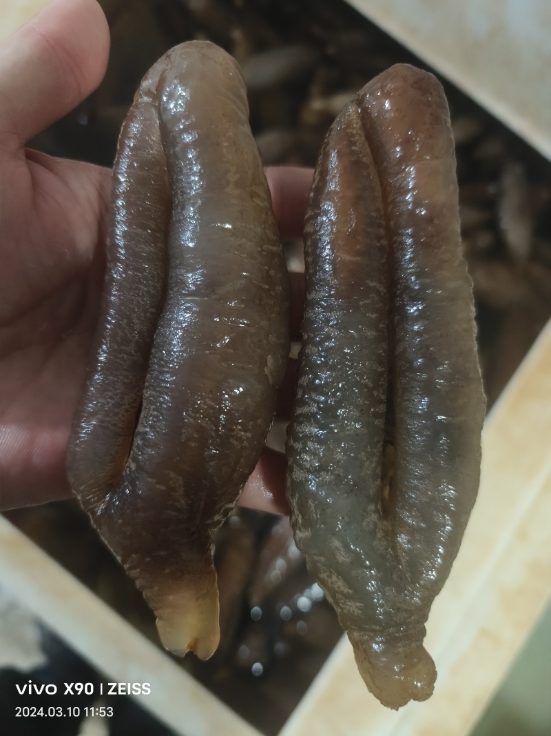 【即食海参】海参，基地一手货源对接批发零售质量保证视频看货