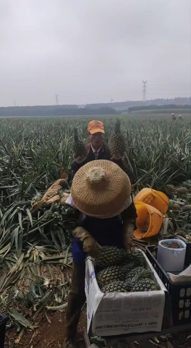 大量上市中，代购代销