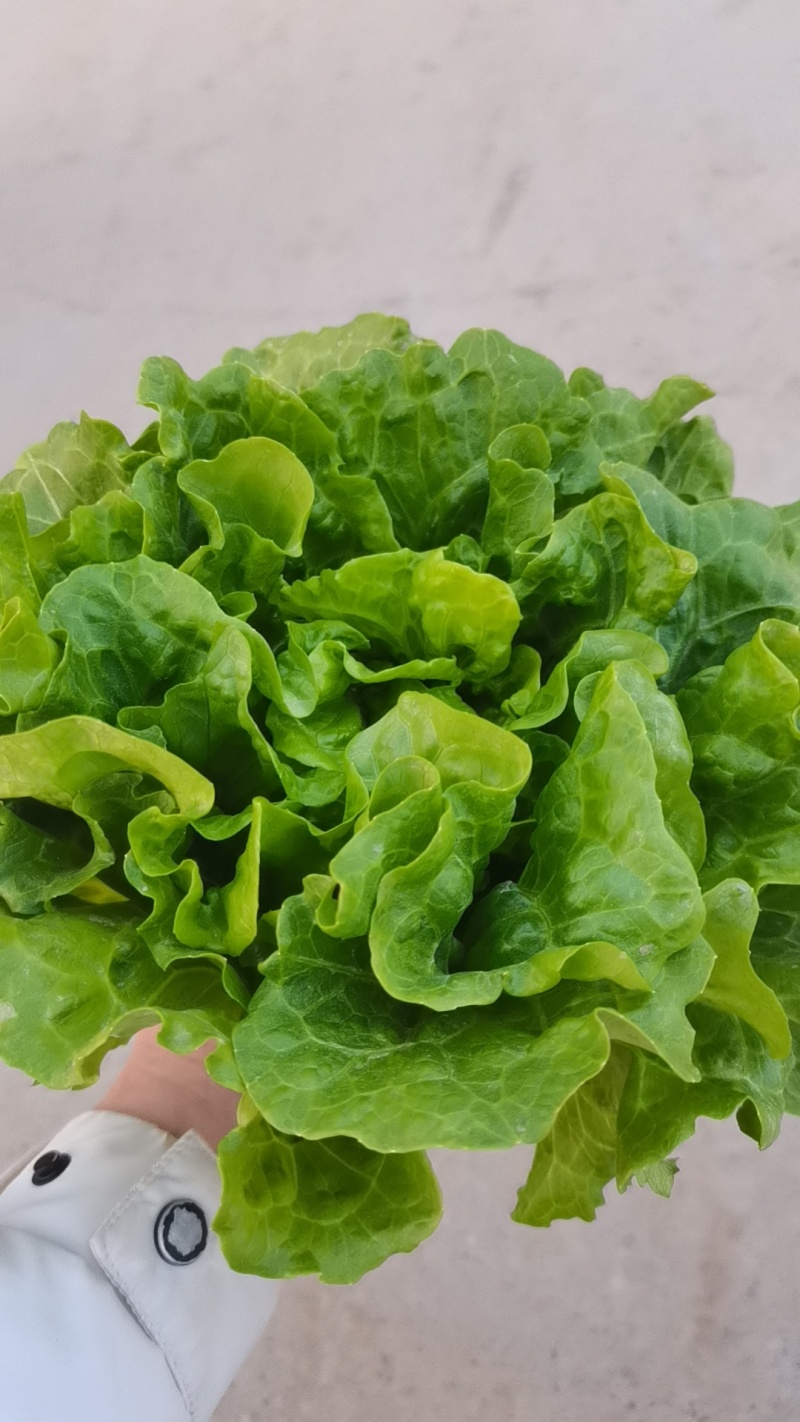 意大利生菜大量有货，新鲜采摘上市，大量批发诚信可靠
