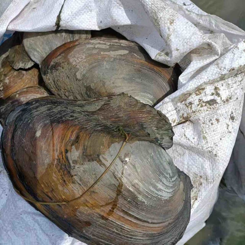 产地直销精品河蚌大量有货长期供应肉质鲜嫩水质良好池底砂质