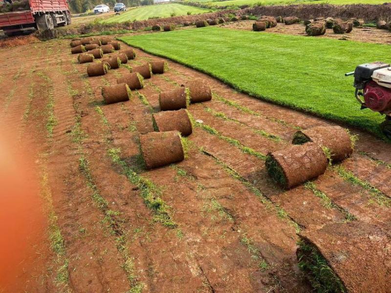 精品四季青草坪基地直发货源充足欢迎咨询下单