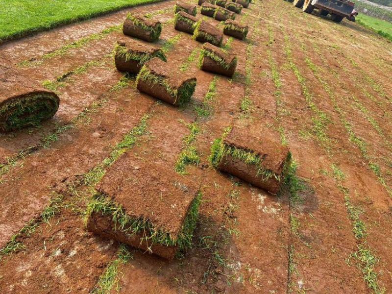 精品四季青草坪基地直发货源充足欢迎咨询下单