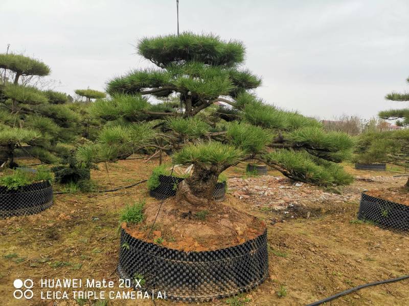 精品造型黑松
