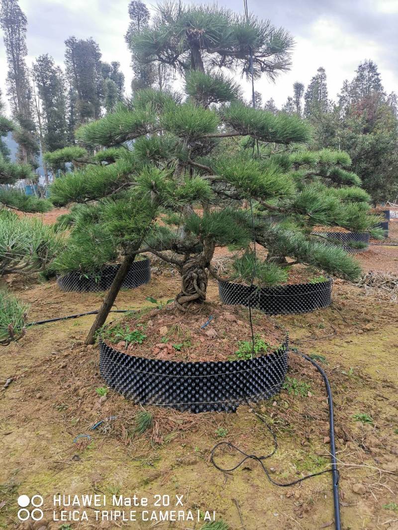 精品造型黑松
