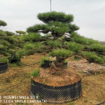 精品造型黑松