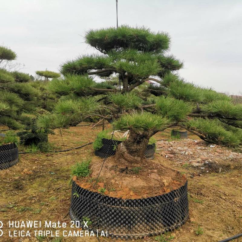 精品造型黑松