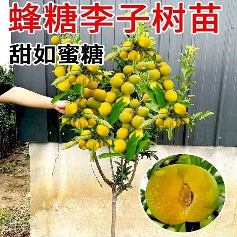 蜂糖李子苗李子树苗黑布林黑霸王李子苗青脆李子苗