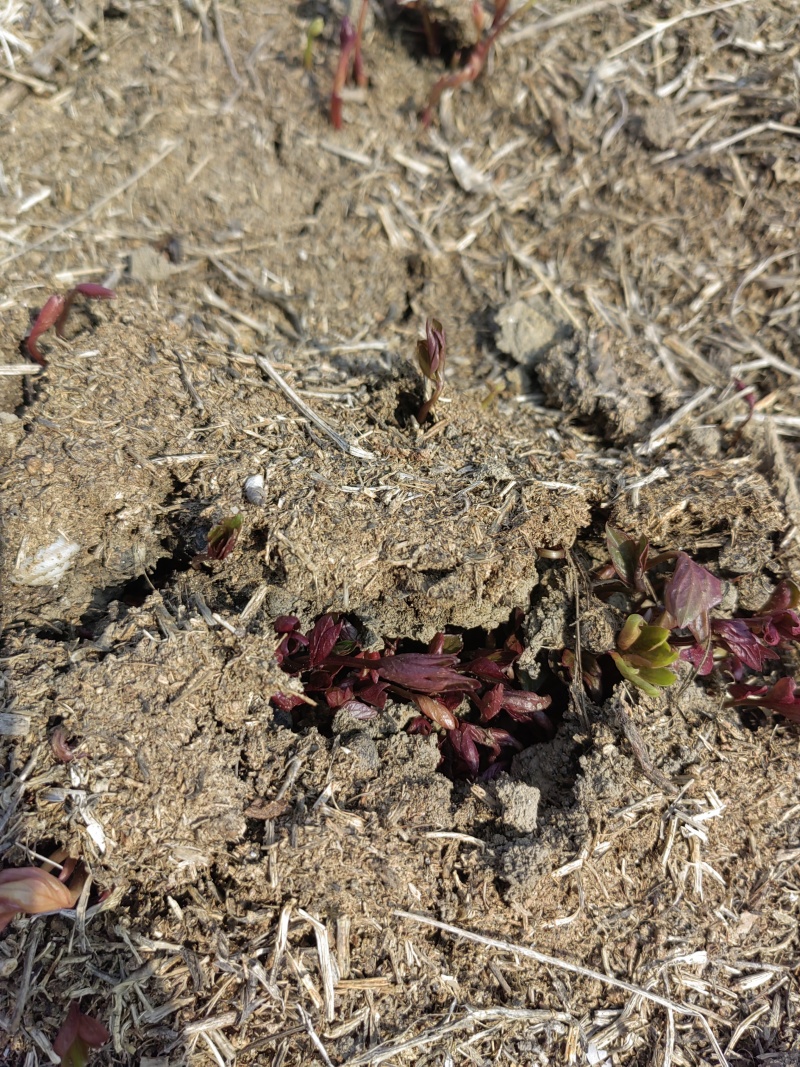 白芍种苗赤芍苗一年苗