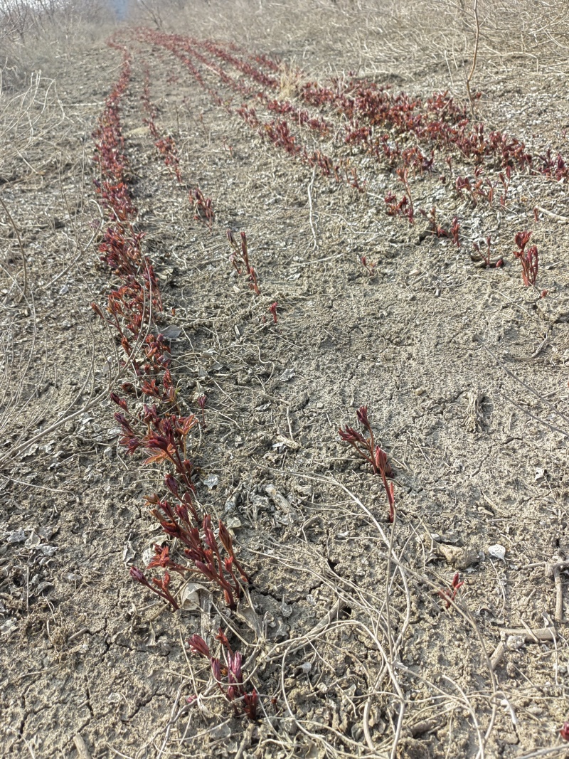 白芍种苗赤芍苗一年苗
