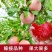 新品种秋红李子红心味帝李子苗庭院恐龙蛋李子苗南方北方种植