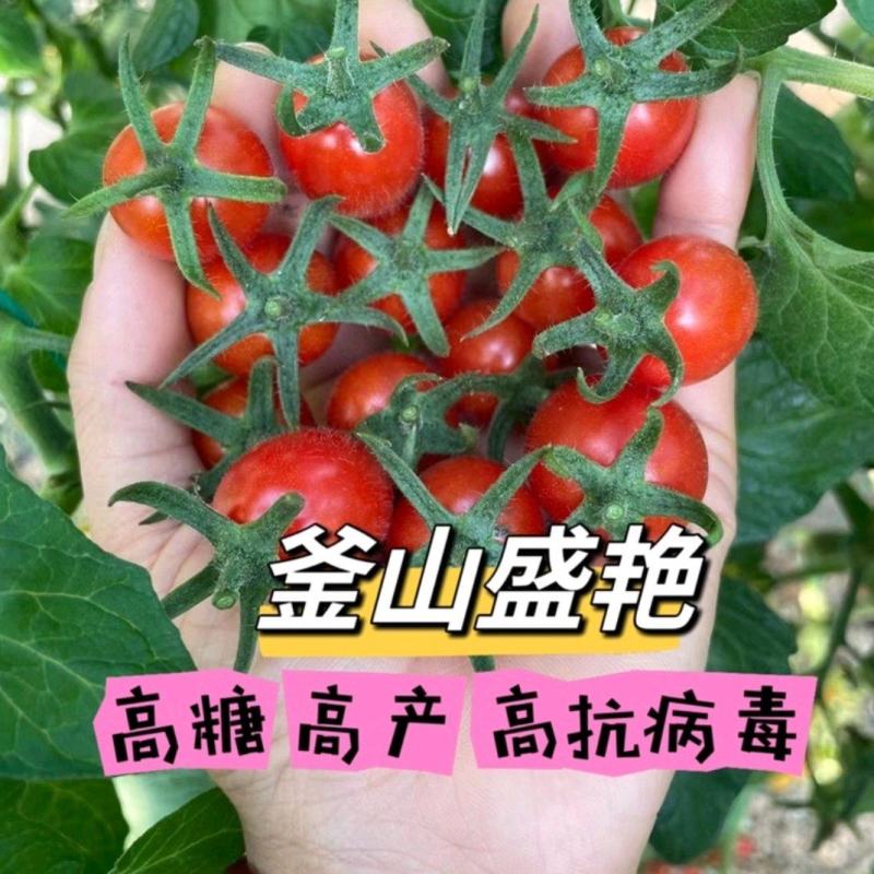 山东寿光高端高产高糖圣女果釜山盛艳苗基地直发欢迎