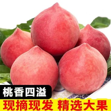 乐亭水蜜桃现在已经大量上市品质保证产地直发可对接电商等