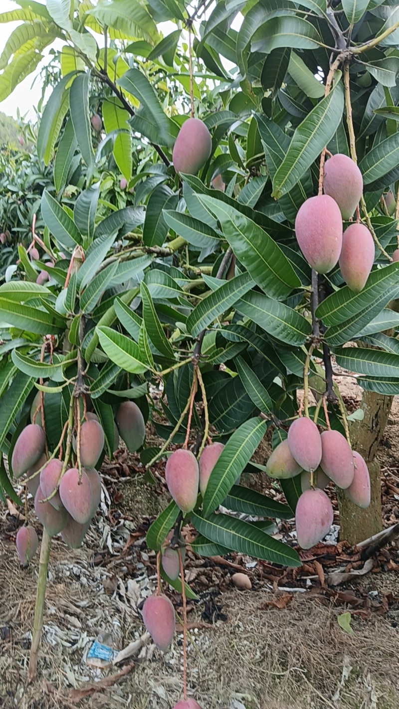 海南贵妃芒，产地直发，价格美丽，一块多定园