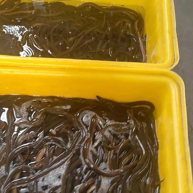 鳝鱼黄鳝大条中条小条全国各地均可到货