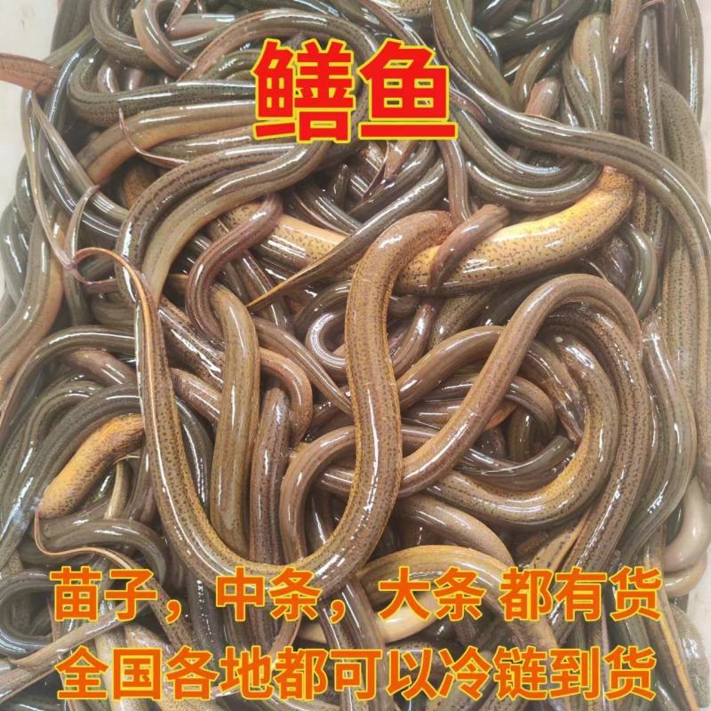 鳝鱼黄鳝大条中条小条全国各地均可到货
